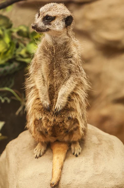 Live mature meerkat — Stock Photo, Image