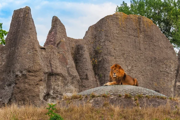 Male mature lion — Stock Photo, Image