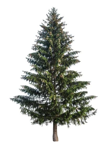 Isolated green fir — Stock Photo, Image