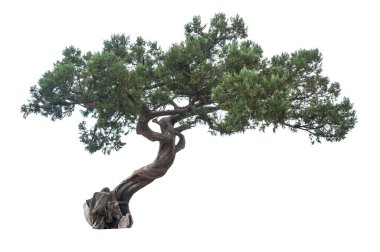 izole ardıç ağacı