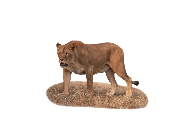 Изолированная хищная львица — стоковое фото