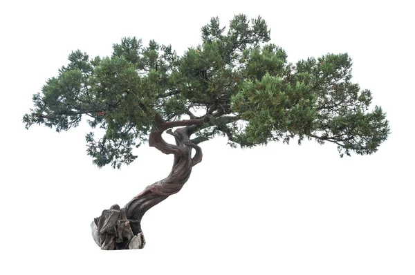 Isolated juniper tree — Stock Photo, Image