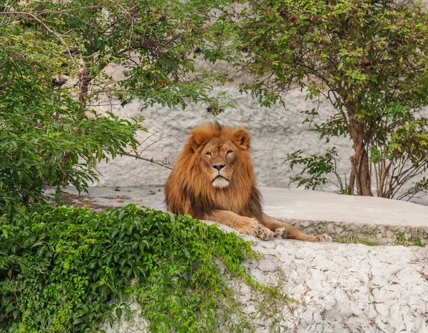 Resting predatory lion — Stock Photo, Image