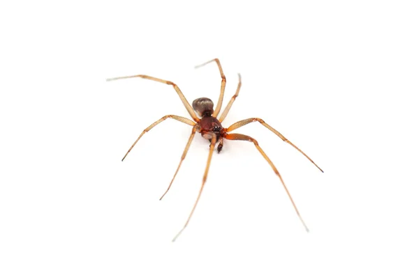 Live brown spider — Stock Photo, Image