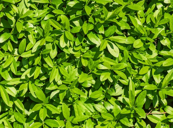 Weelderige bladeren textuur — Stockfoto