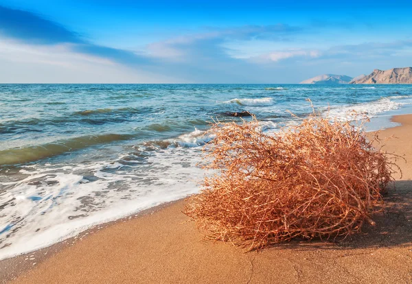 Asciugare tumbleweed sulla spiaggia — Foto Stock