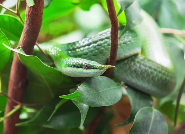 Zelený Ratsnake Rhinoceros — Stock fotografie