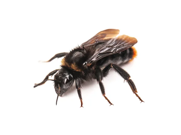 Canlı bumblebee izole — Stok fotoğraf