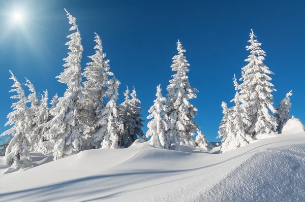 Sapins à neige sous le soleil — Photo