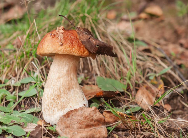 Cep nella foresta — Foto Stock