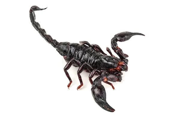 Scorpione nero isolato — Foto Stock