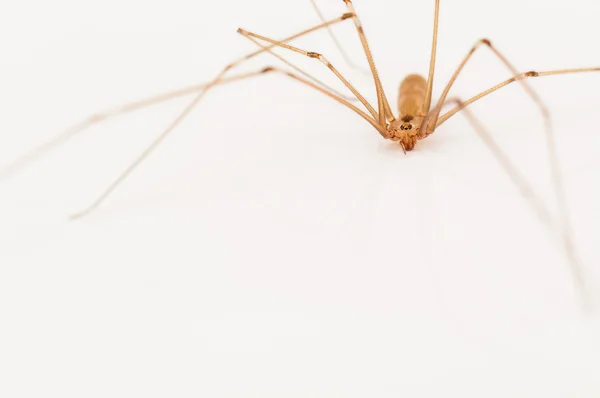 Live house spider — Stock Photo, Image