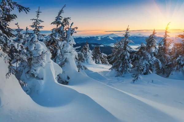 Nieve deriva y abetos — Foto de Stock