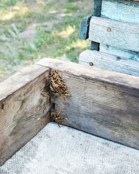 Eşek arıları yeşil arka planda tahta bir kiriş üzerinde sürünüyorlar.