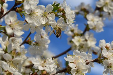 Bir arı elma ağacını döller..