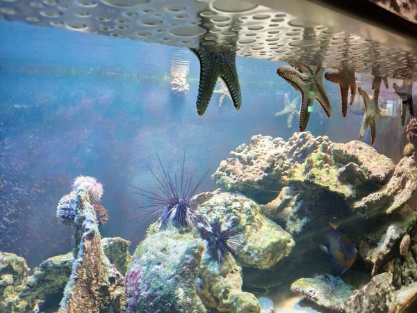 Hvězdice Mořští Ježci Akváriu Oceanarium — Stock fotografie