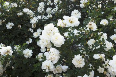 Beyaz gül kalçalı bir çalılık. Çiçek açan çalılar. Bahçe bitkileri