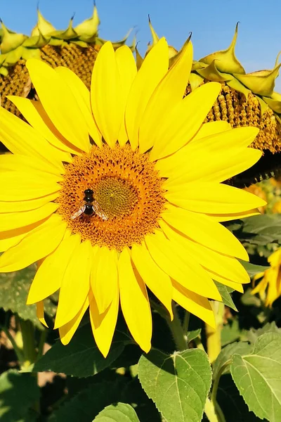 Bee Sitting Blooming Sunflower — Stock Photo, Image