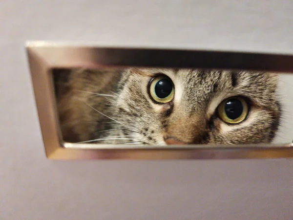 Cat Looks Hole White Cardboard Box — Stock Photo, Image