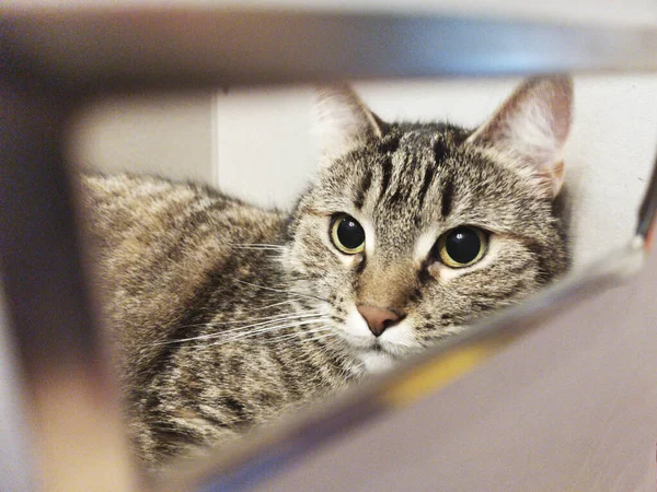 Cat Guarda Attraverso Buco Una Scatola Cartone Bianca — Foto Stock