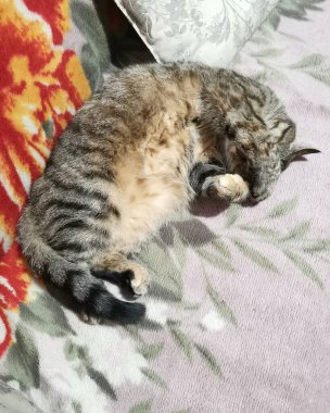 Tekir kedi pençesiyle ağzını kapatarak kanepeyi yalıyor.