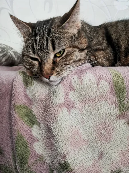 Tabby Cat Gets Couch Domestic Life Animals — Stock Photo, Image