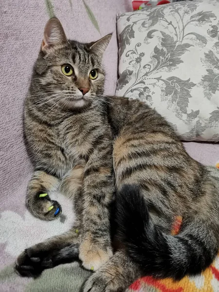 Gato Tabby Sube Sofá Vida Doméstica Los Animales —  Fotos de Stock