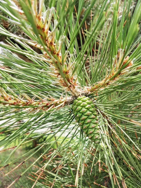 Jeune Cône Pin Sur Une Branche Arbre Vert — Photo