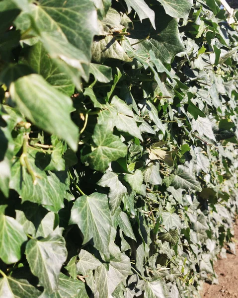 Weinblätter Garten Hecke — Stockfoto