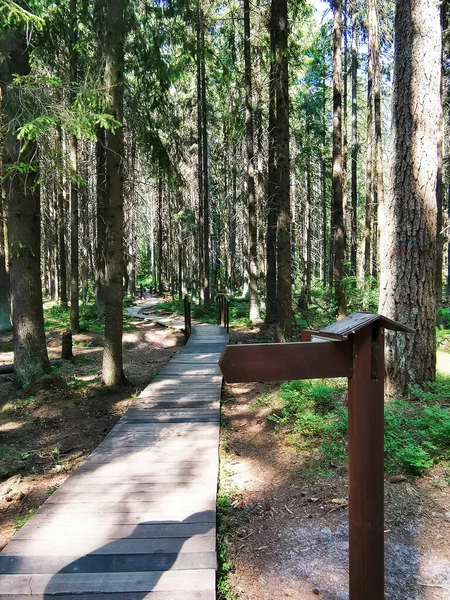 Rusya 'nın Leningrad bölgesindeki Komarovo' daki çam ormanlarında eko-patika üzerindeki ahşap dolambaçlı yol. Çevre turizmi, eğlence.