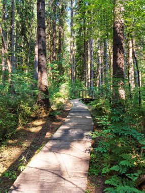 Rusya 'nın Leningrad bölgesindeki Komarovo' daki çam ormanlarında eko-patika üzerindeki ahşap dolambaçlı yol. Çevre turizmi, eğlence.