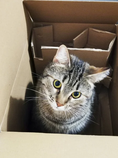Kedi Beyaz Bir Karton Kutunun Içindeki Delikten Bakar — Stok fotoğraf