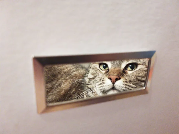 Katze Blickt Durch Ein Loch Weißem Karton — Stockfoto