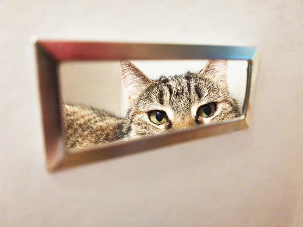 Chat Regarde Travers Trou Dans Une Boîte Carton Blanc — Photo