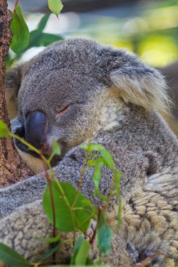 Koala ayı hayvan