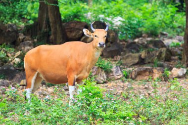yağmur ormanlarında kırmızı boğa