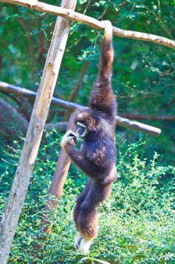 Gibbon vahşi hayvan
