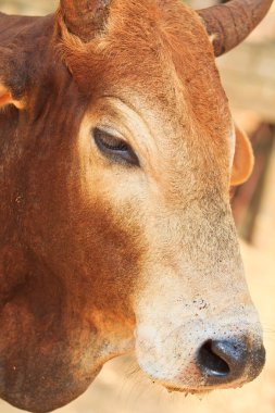 Asya Bloodline'nın inek