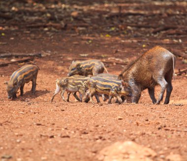 Yaban domuzları aile