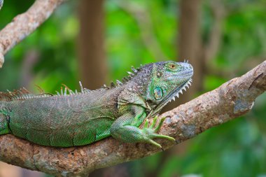 Yeşil Iguana hayvan