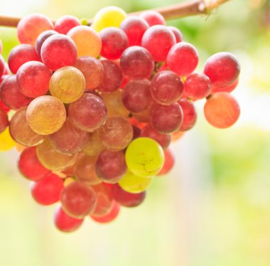 lezzetli olgun üzüm