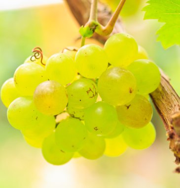 lezzetli olgun üzüm