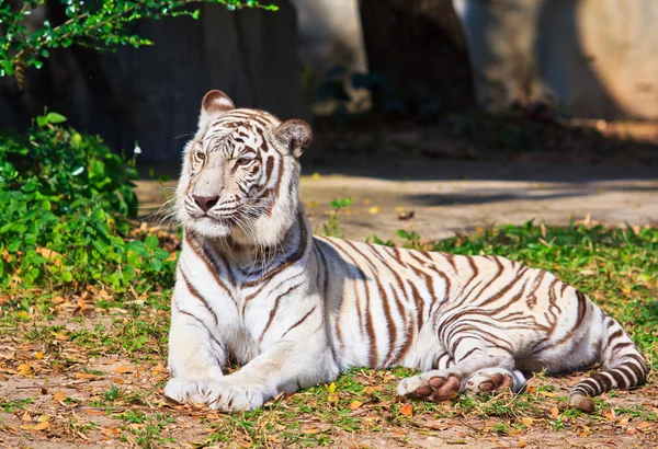 白老虎动物 — 图库照片