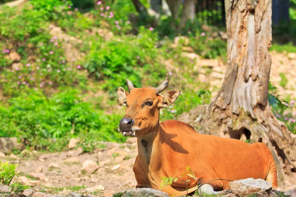 Toro rojo en la selva tropical — Foto de Stock