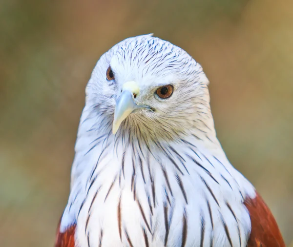 Red Hawk vogel — Stockfoto