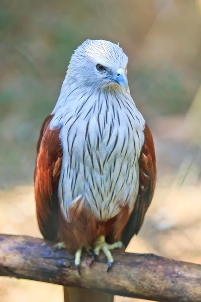 Pájaro halcón rojo — Foto de Stock