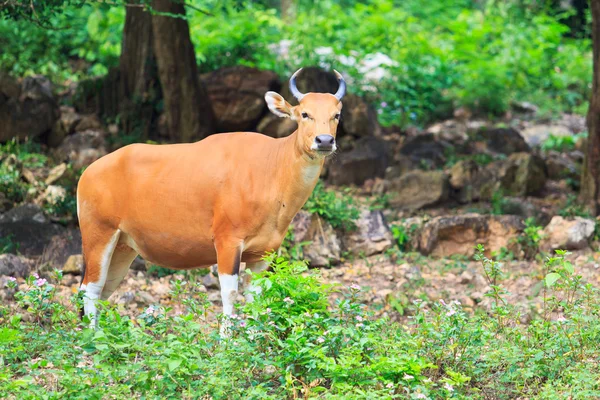 Czerwony byk w lasach tropikalnych — Zdjęcie stockowe