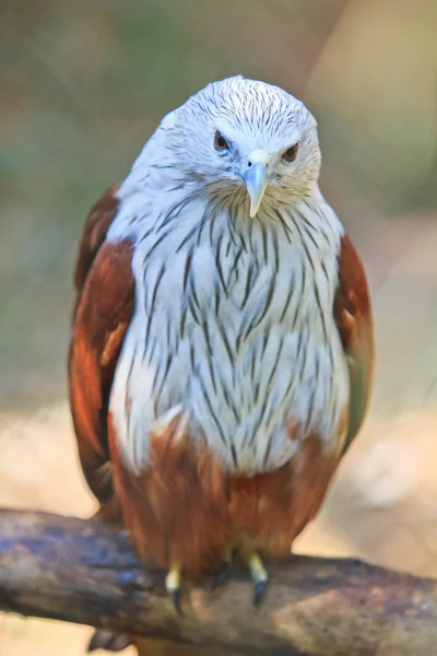 Red Hawk vogel — Stockfoto