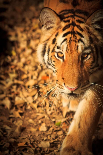 Tiger vilda djur — Stockfoto