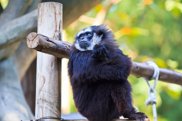 Gibbon vahşi hayvan — Stok fotoğraf